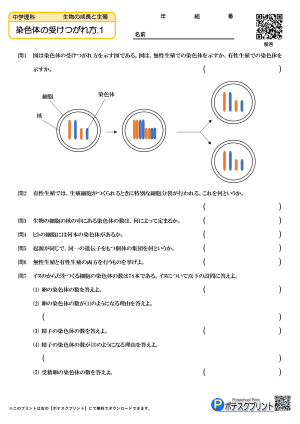 染色体の受けつがれ方.1(問題)