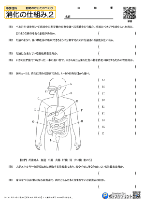 消化の仕組み.2(問題)