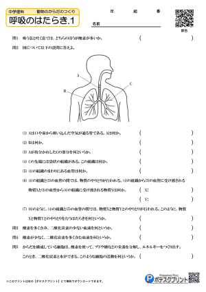 呼吸のはたらき.1(問題）