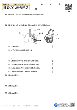 呼吸のはたらき.2(問題）