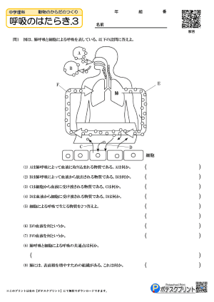呼吸のはたらき.3(問題）
