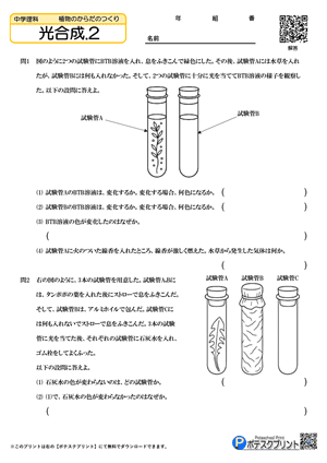 光合成.2(問題)