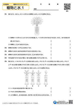 植物と水.1（問題）