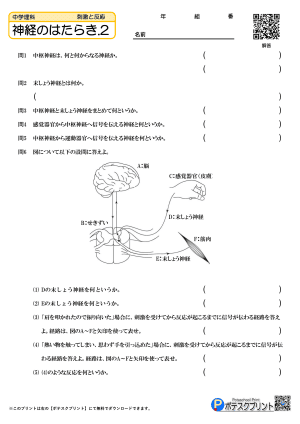 神経のはたらき.2(問題)
