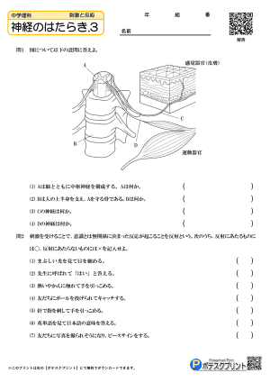 神経のはたらき.3(問題)