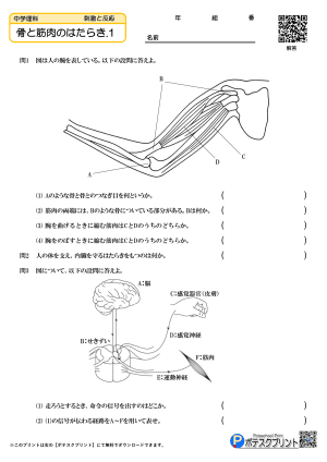 骨と筋肉のはたらき.2(問題)